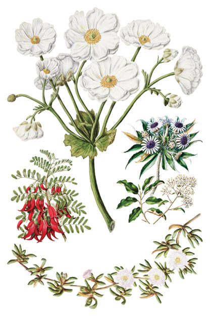Iron Orchid Designs transfer Sarah Featon’s Botanical - Afbeelding 5